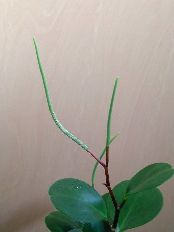 Peperomia 6