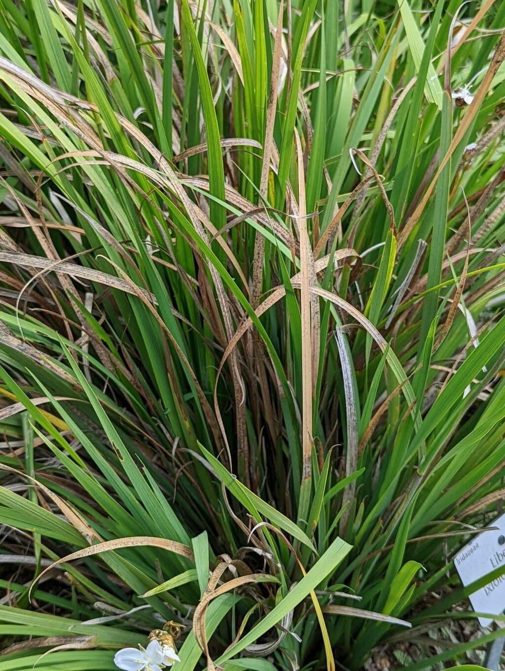 Libertia 6