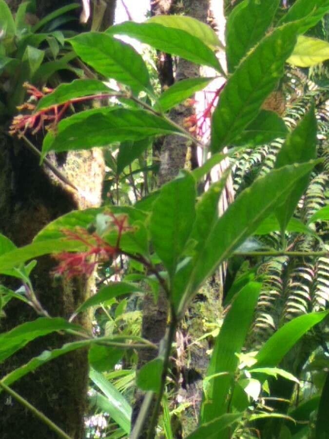 Palicourea crocea 10