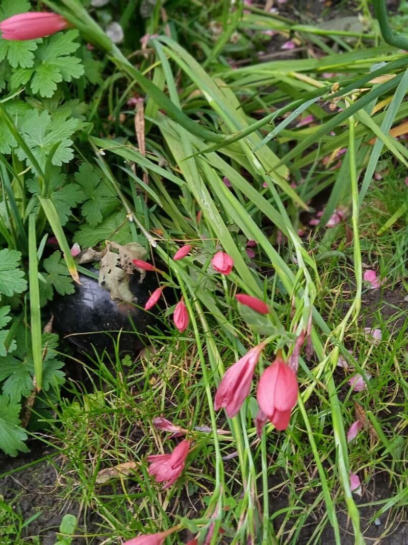 Hesperantha 15