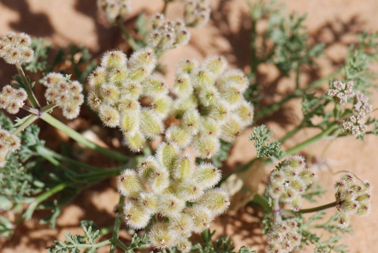 Ammodaucus