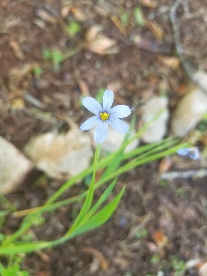 Sisyrinchium 3