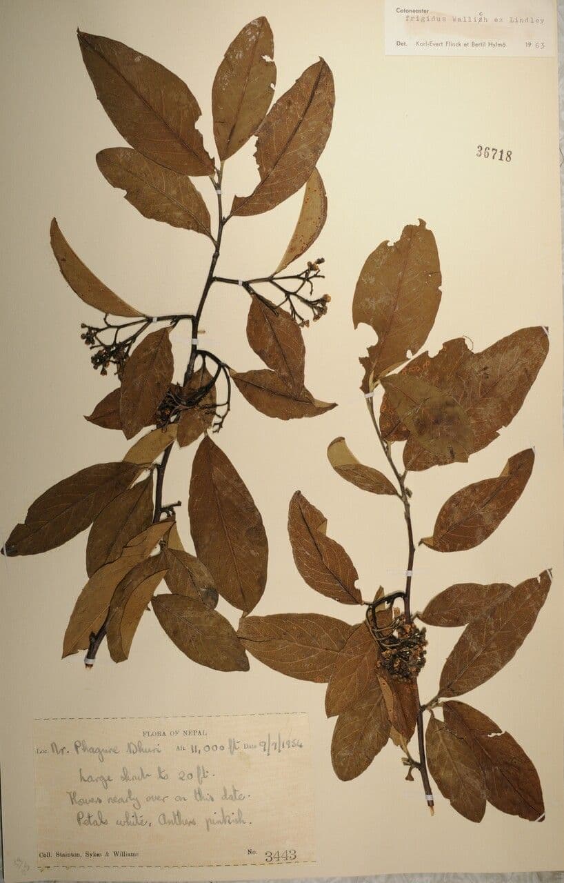 Cotoneaster 27