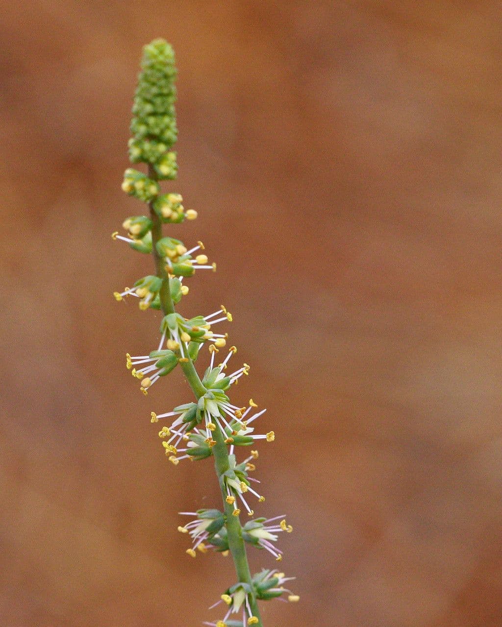 Schoenocaulon