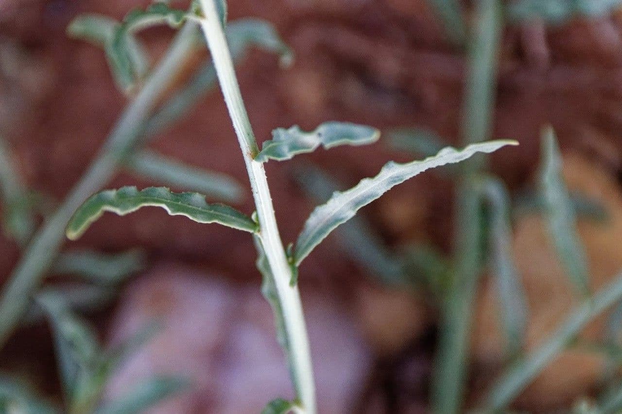 Caylusea hexagyna 13