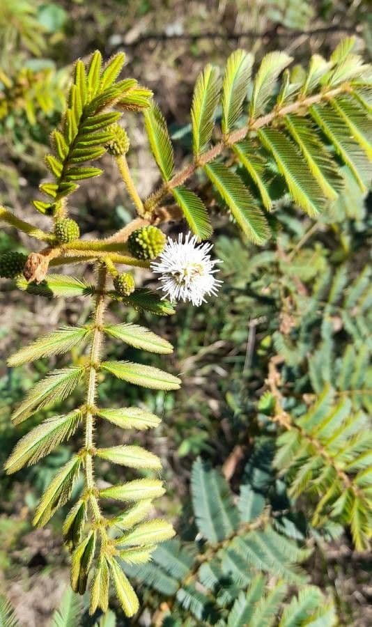 Mimosa bimucronata 2
