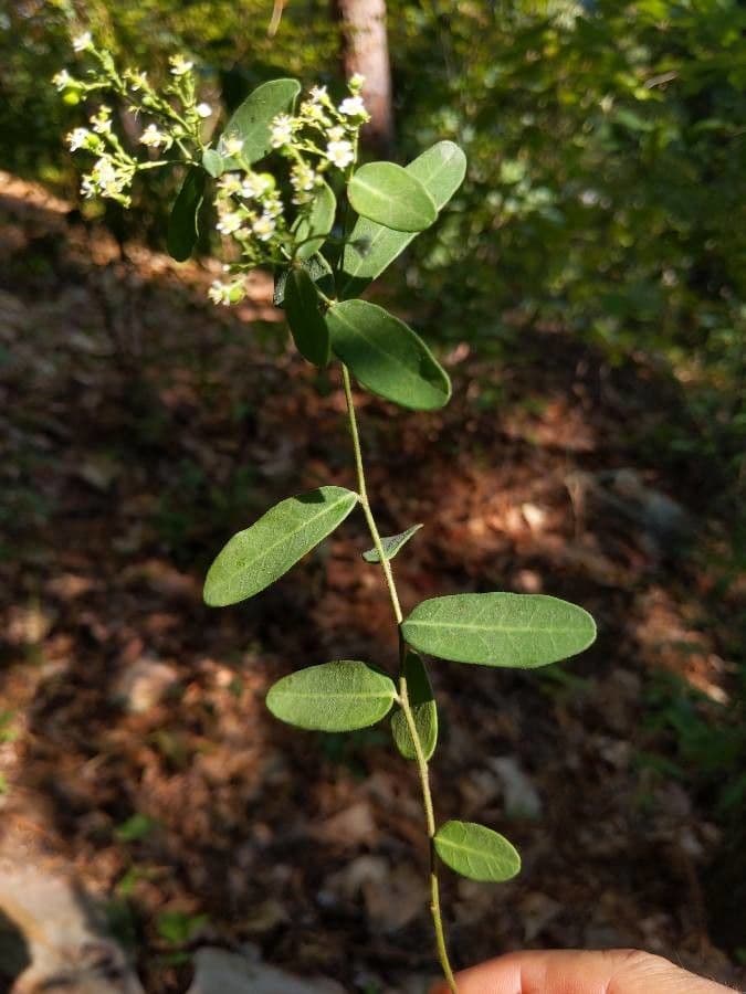 Euforbia corolla 10