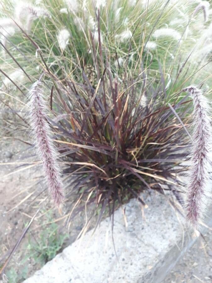Cortaderia jubata 4