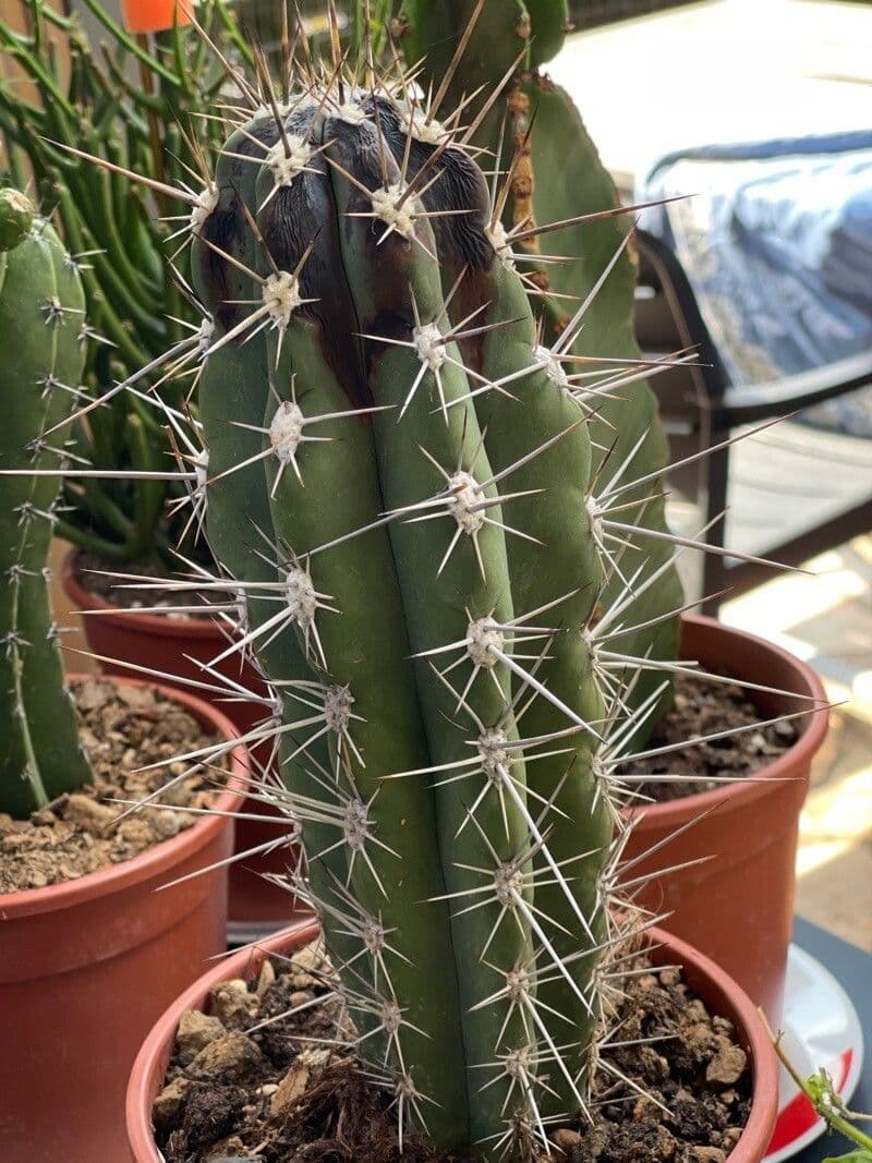 Cactus stuzzicadenti 12