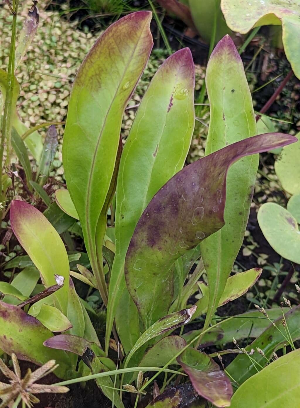 Bublinatka 10