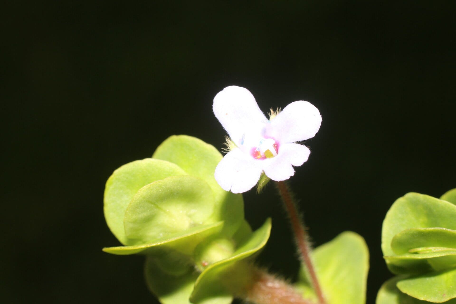 Bacopa salzmannii