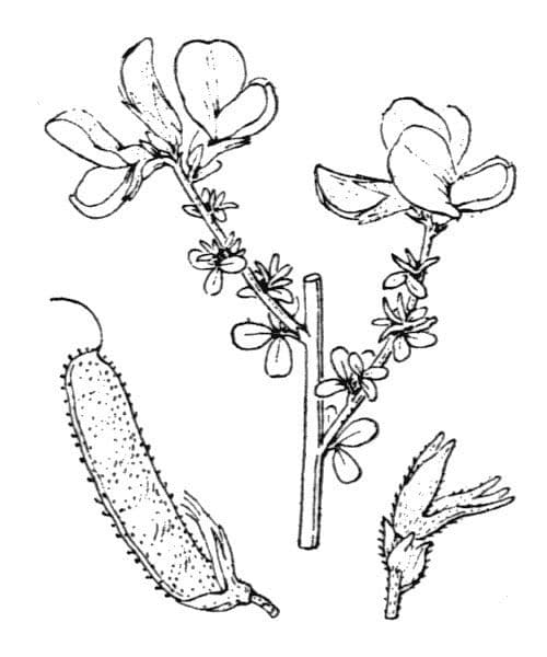 Adenocarpus 21
