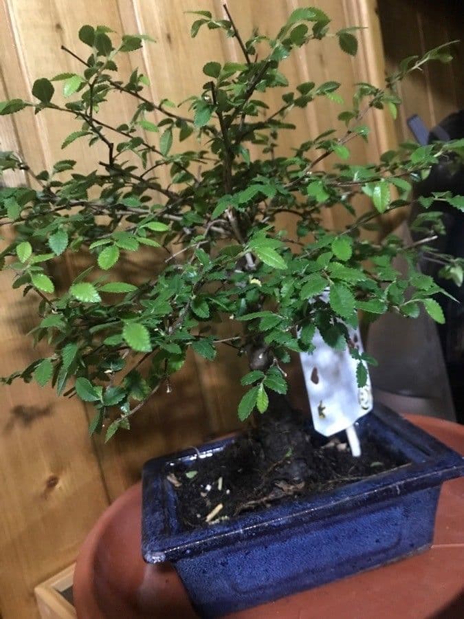 Olmo cinese 25