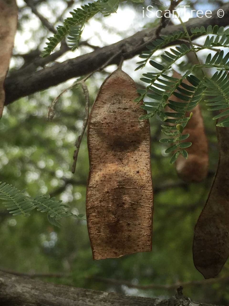 Albizia 3