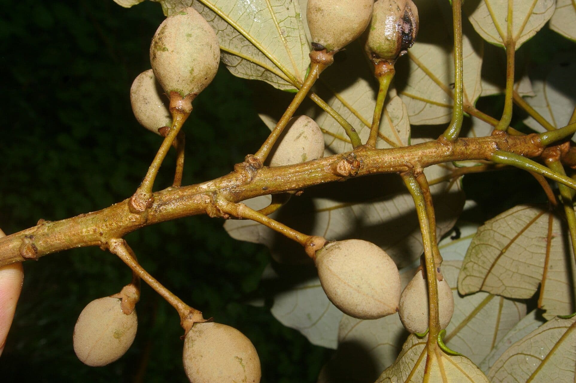 Hampea 5