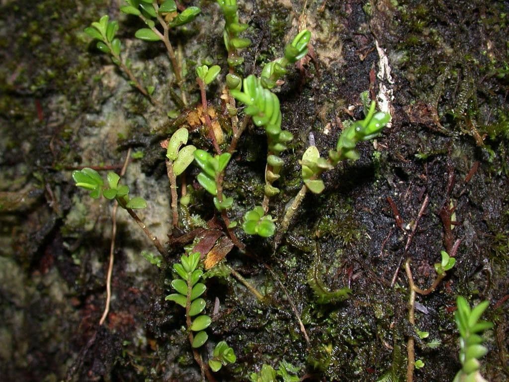 Peperomia 2