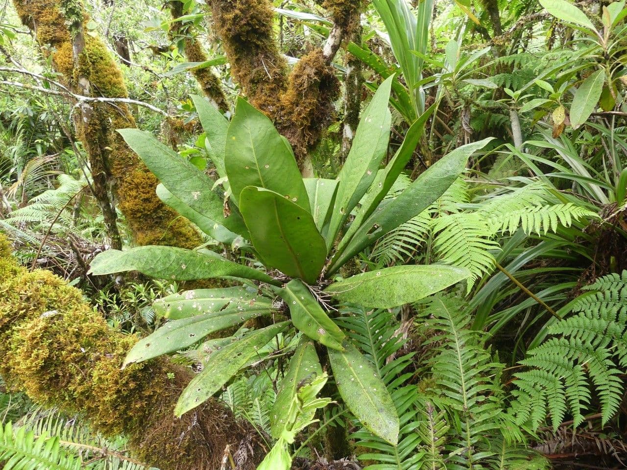 Badula 8