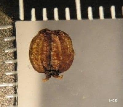 Polyscias 10