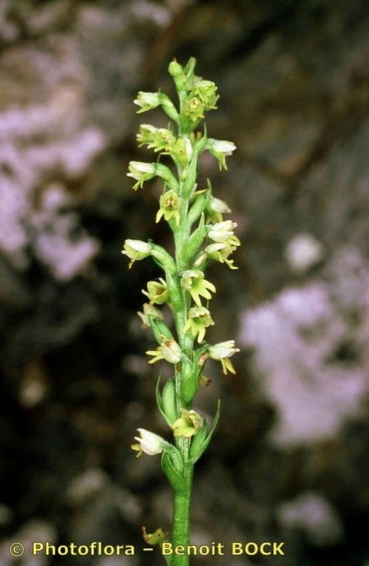 Weißzüngel 24