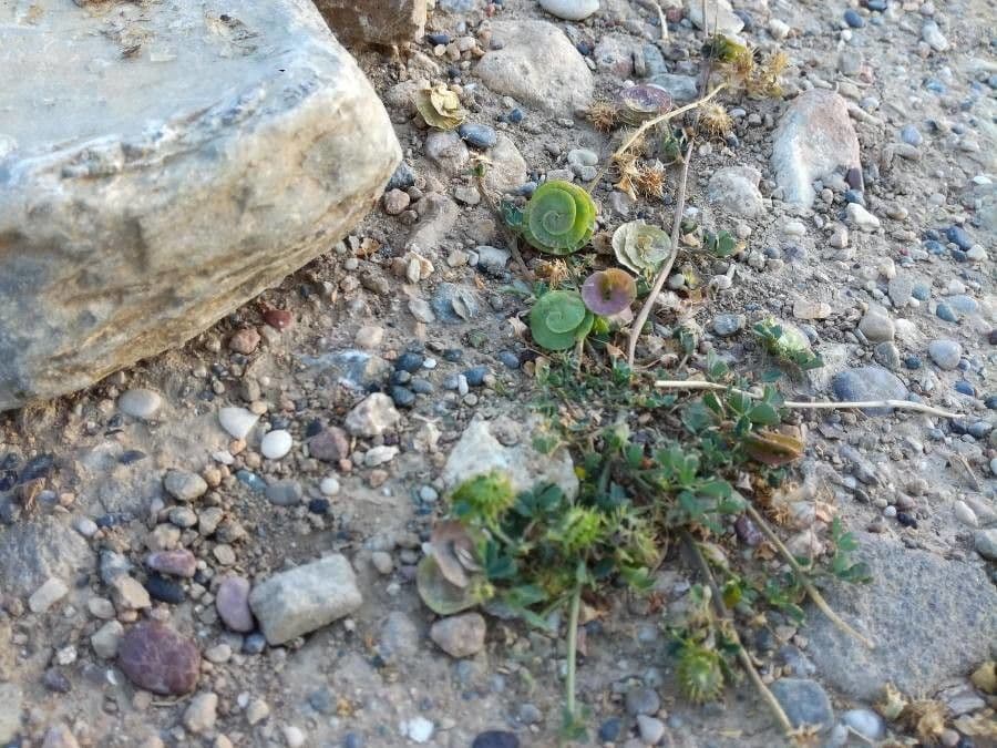 Erba medica orbicolare