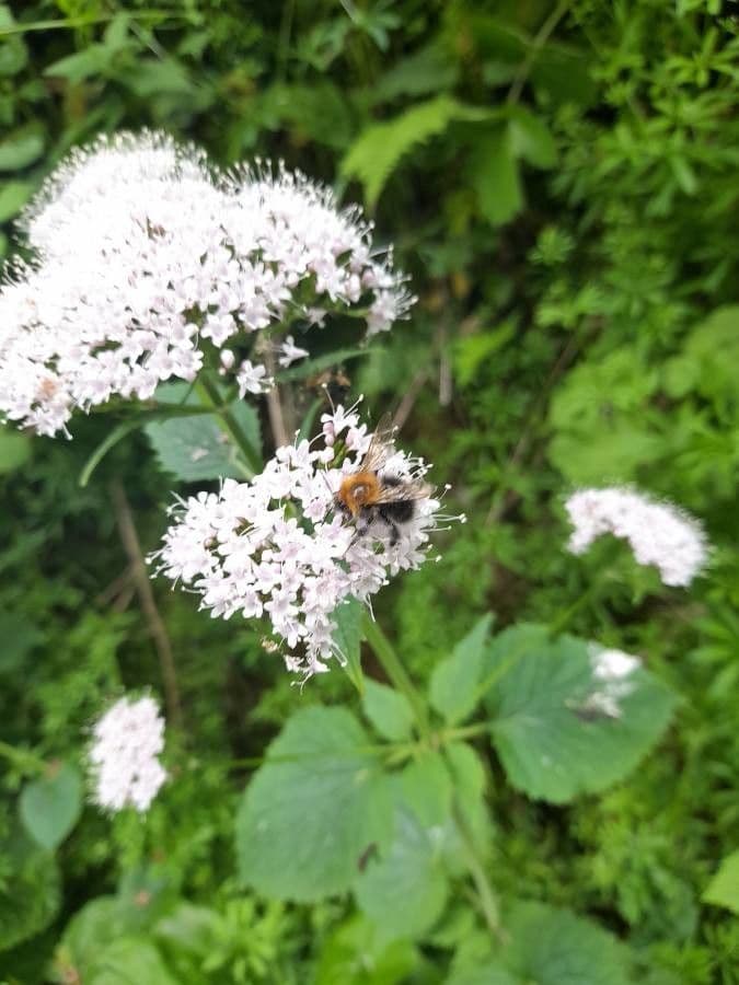 Valeriana trifogliata 6