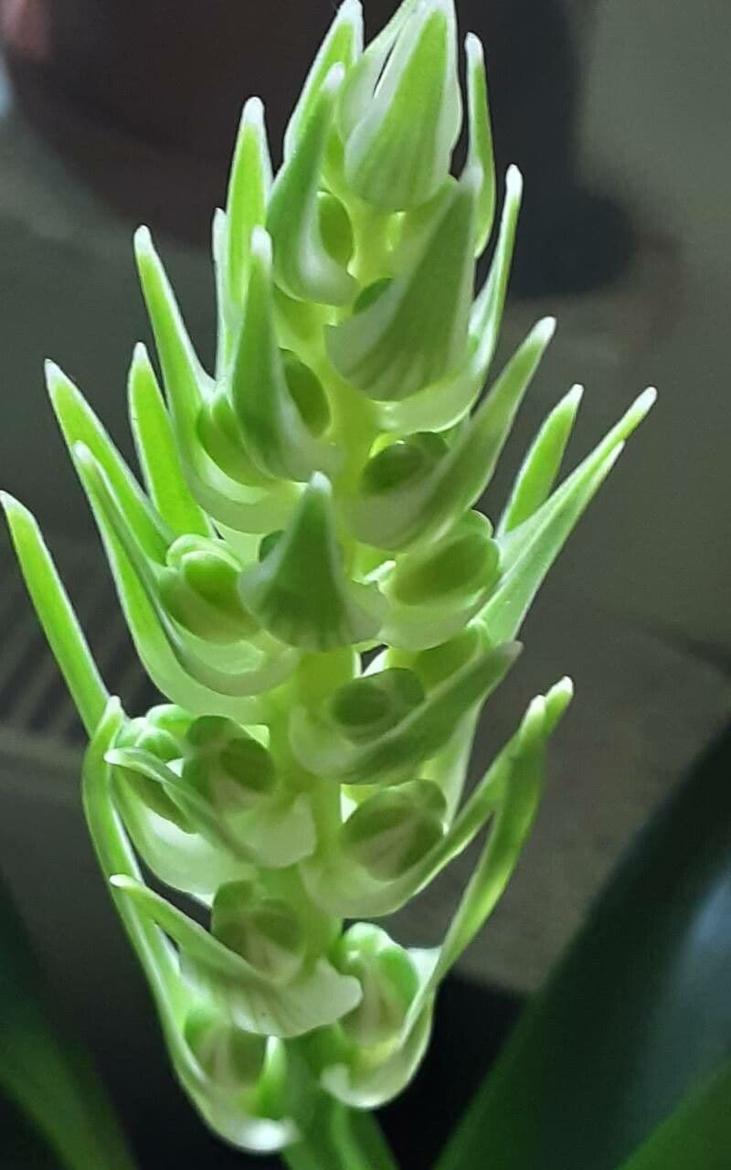 Albuca 3