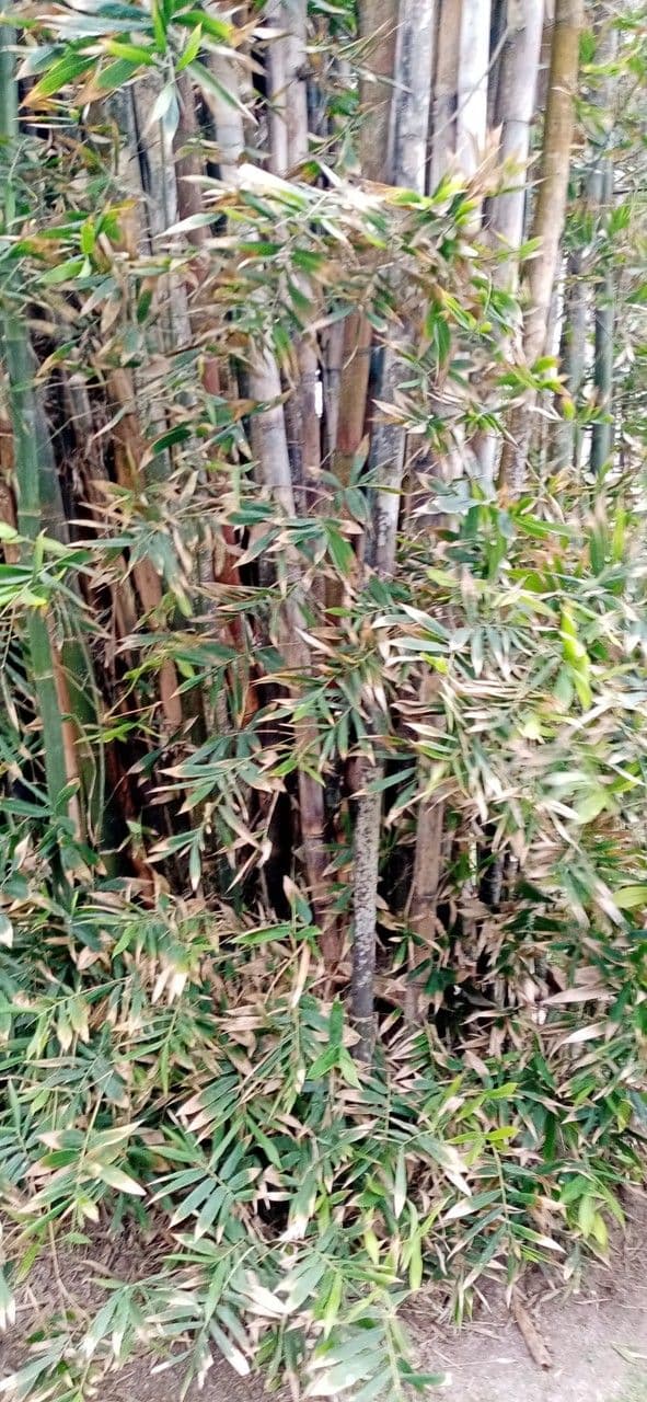 Bambú 14