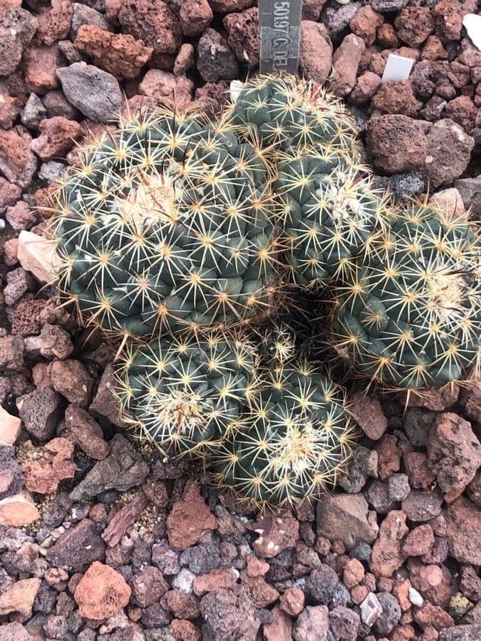 Coryphantha