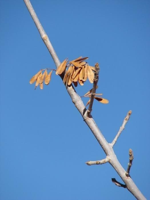 Samtiger Eschen-Baum 7
