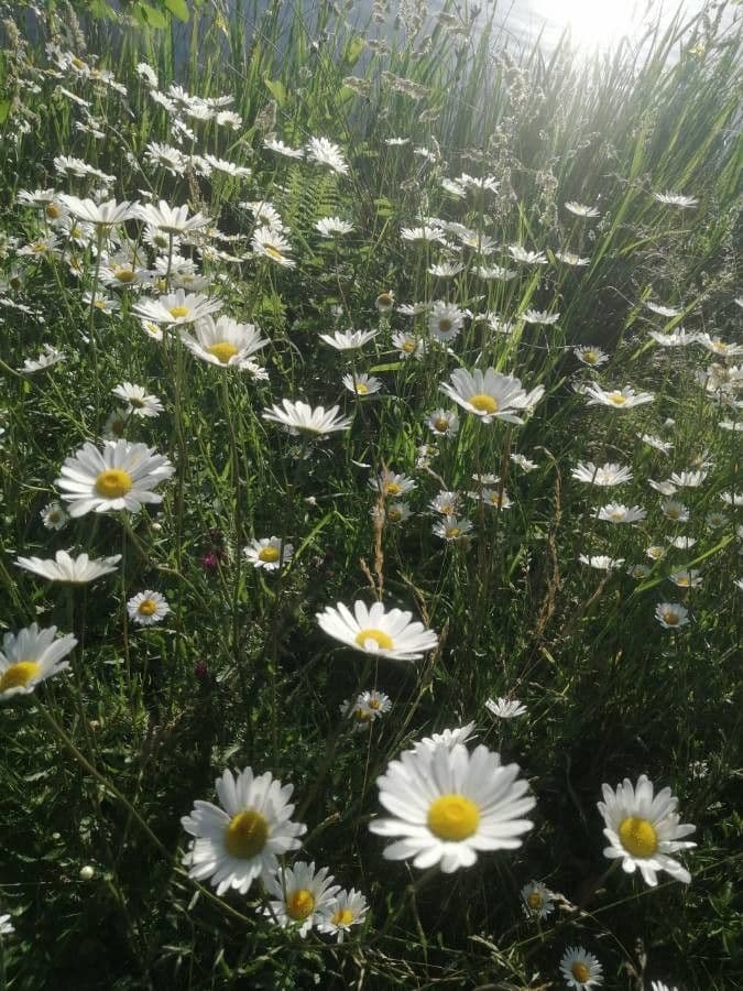 Leucanthemum 5