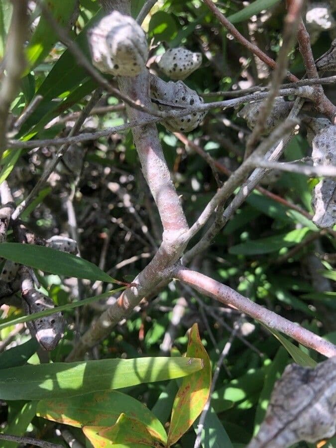 Weidenblättrige Hakea 17
