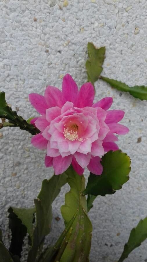 Cactus 5