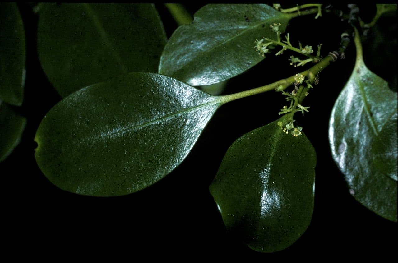 Griselinia 3