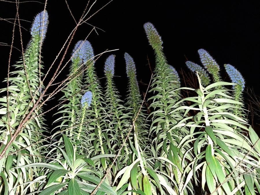 Echium di Madeira 10