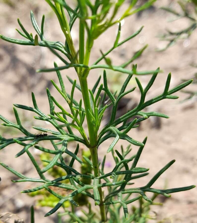 Junellia 10