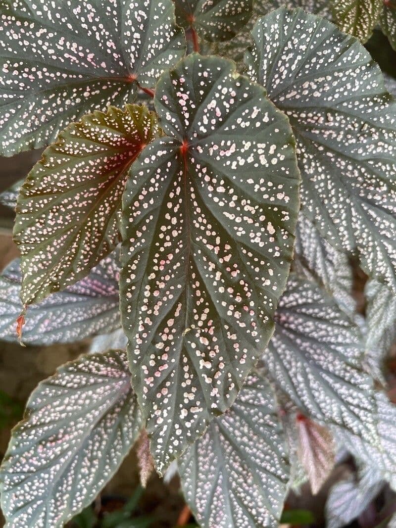Begonia 27