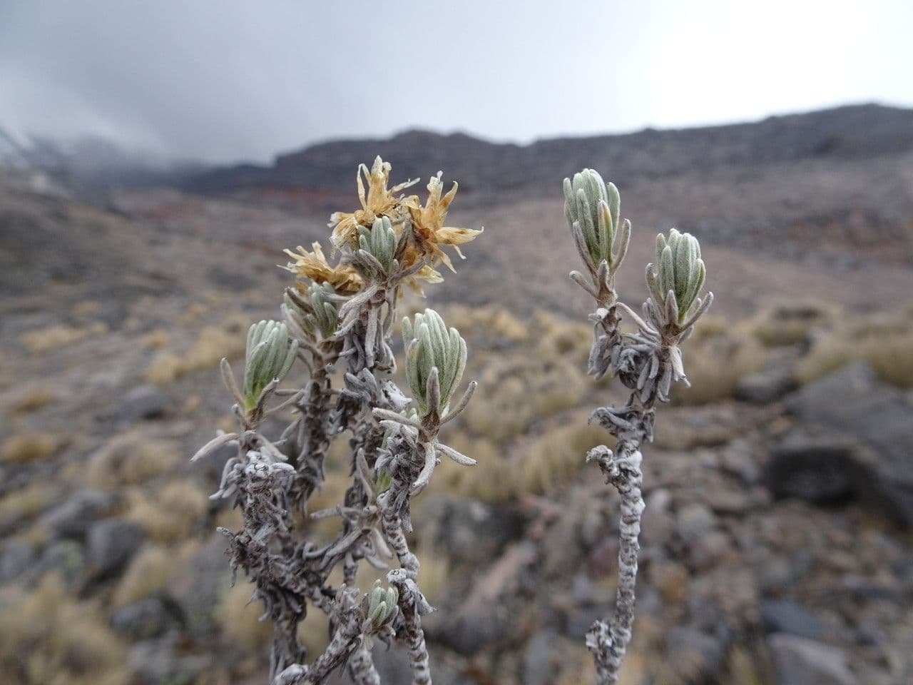 Gnaphaliothamnus 4