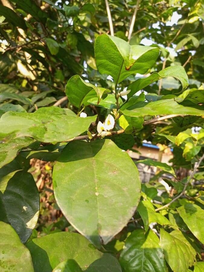 Baphia nitida 5