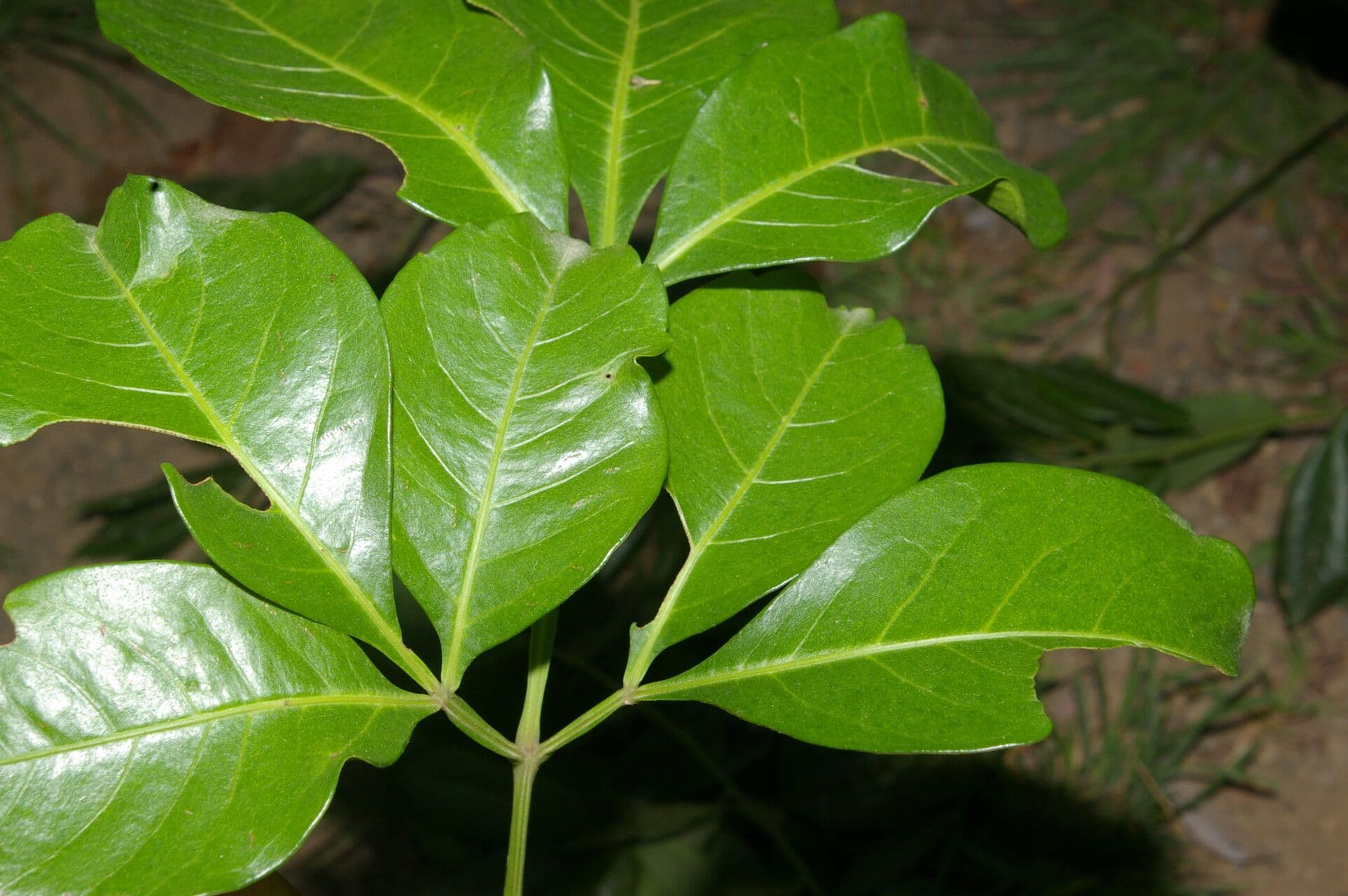 Serjania 3