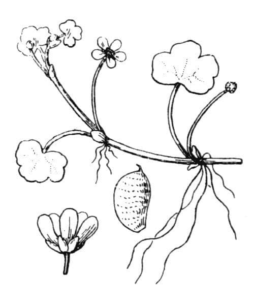 Ranunculus omiophyllus 21
