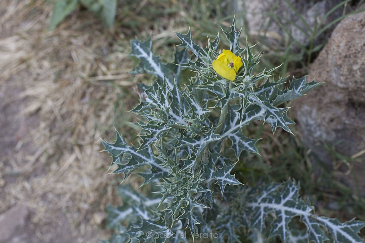 Argemone mexická 21