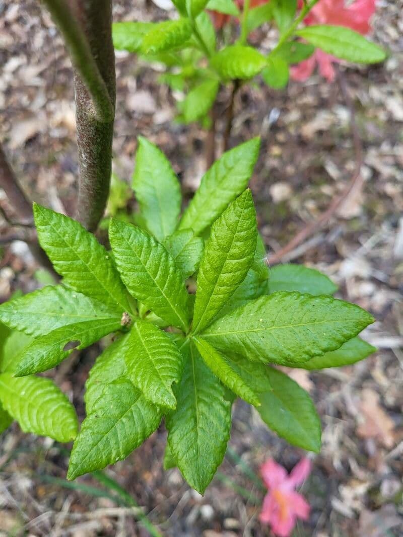 Azalea cinese 12