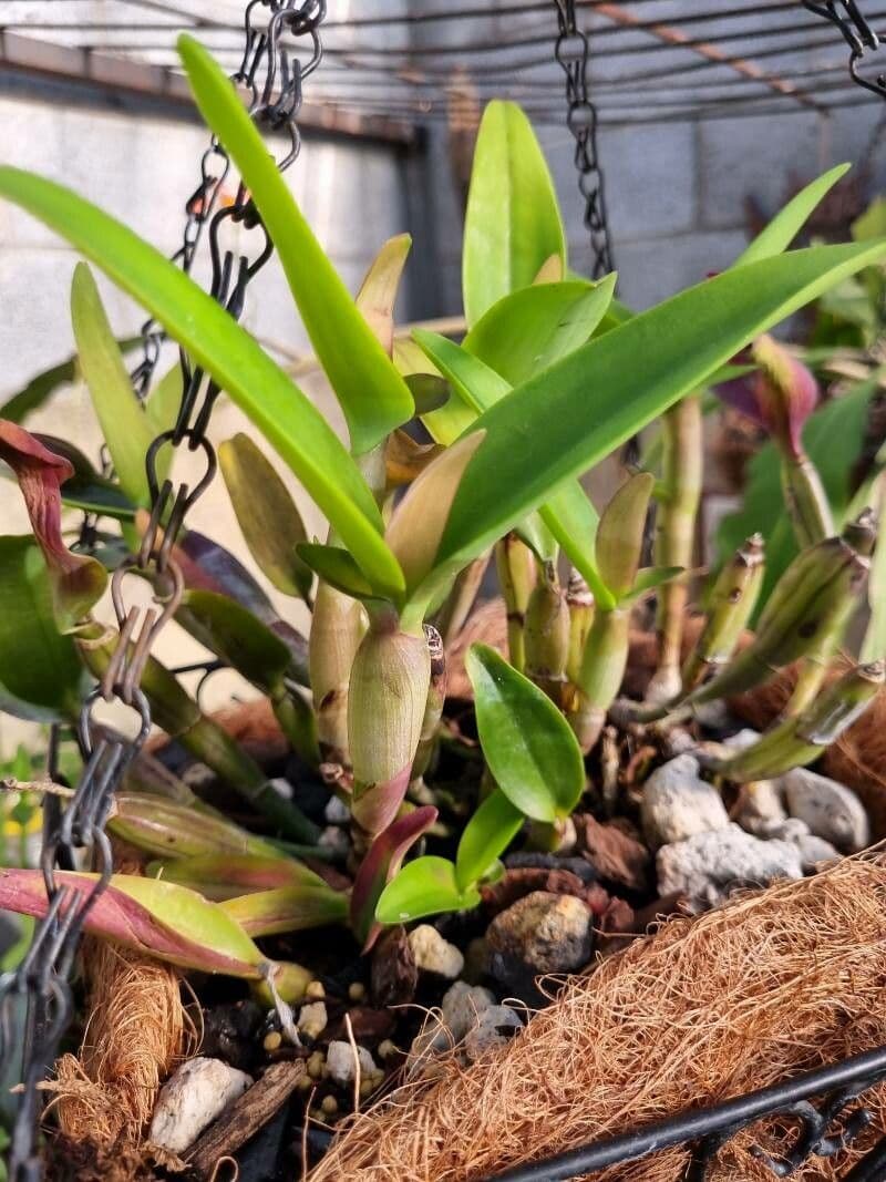 Cattleya 12