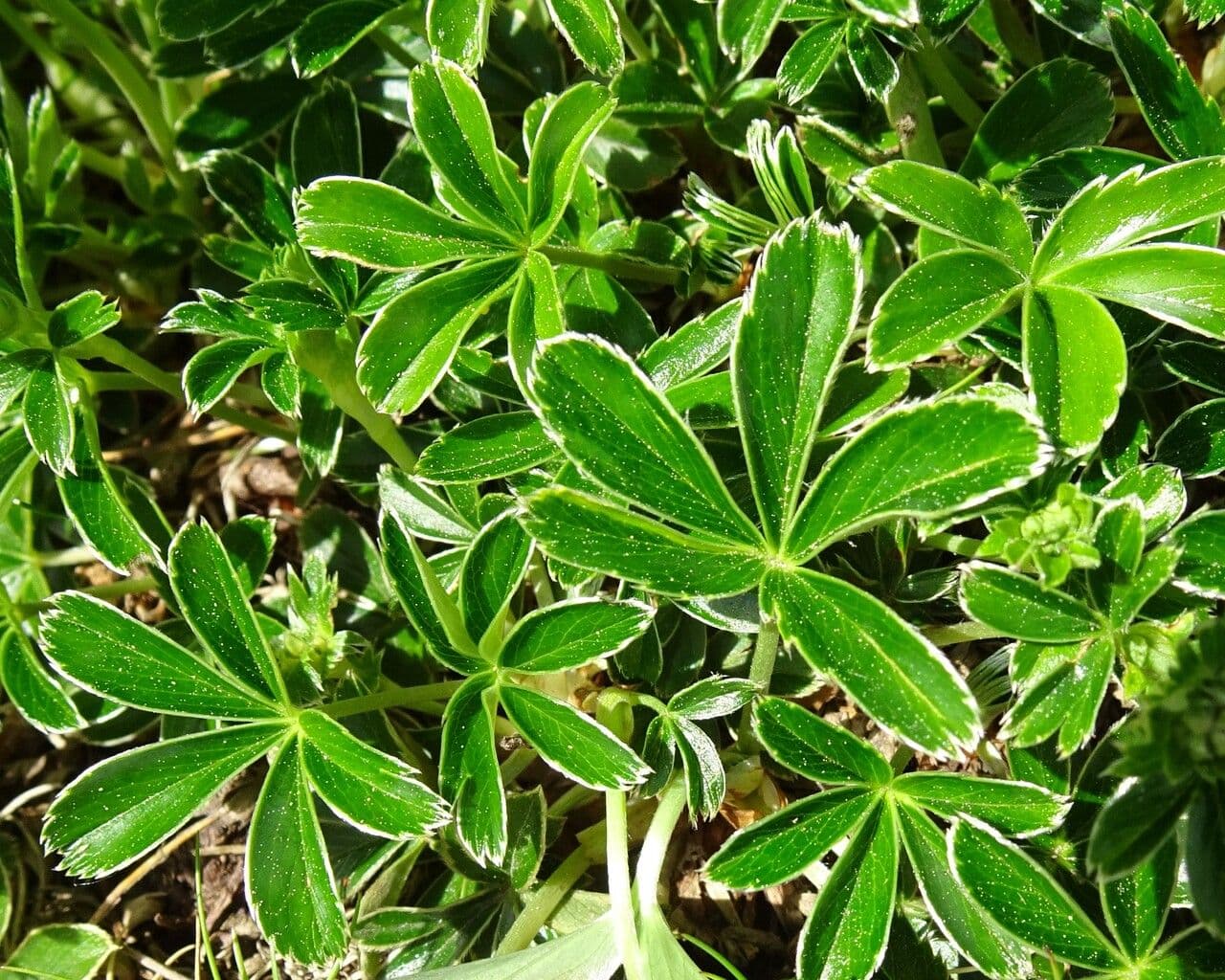 Erba stella 12