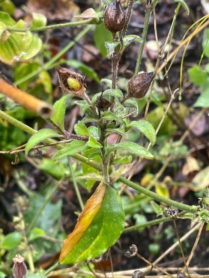 Silene dioica 20