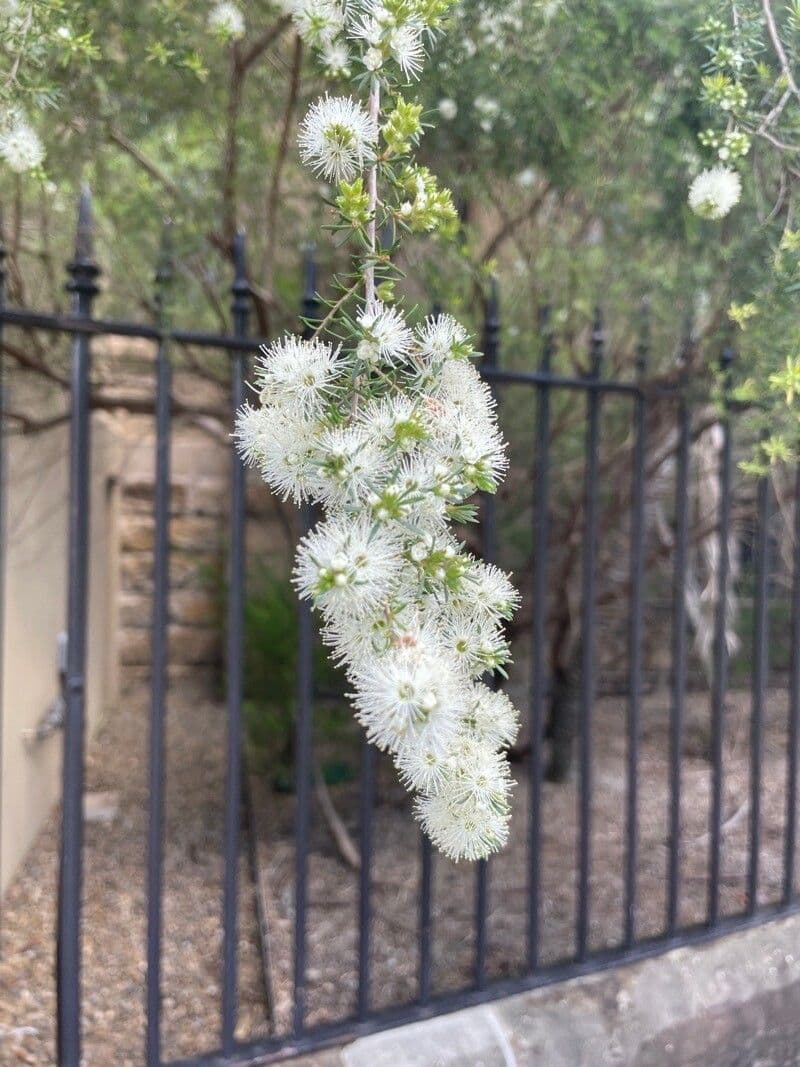 Kunzea ambigua 2