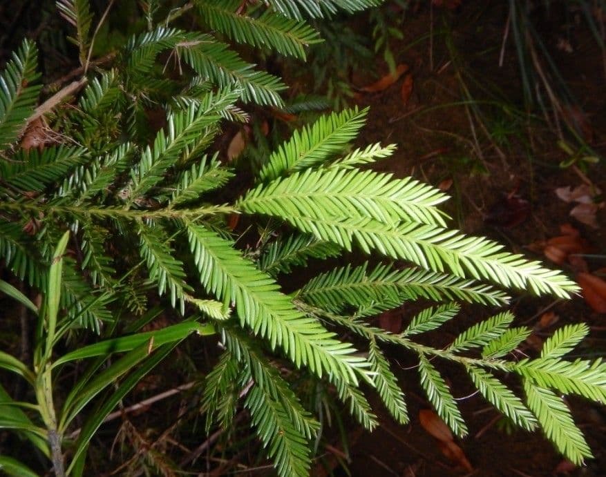 Dacrycarpus 11
