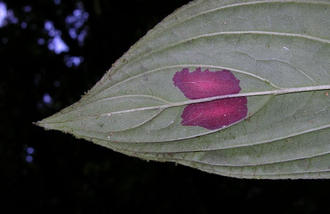 Columnea 11