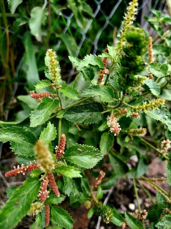 Acalypha 5