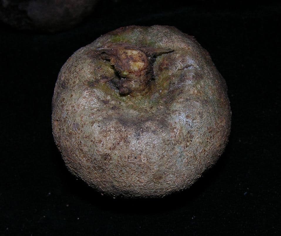 Aegiphila quararibea 7